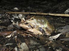 Лягушка-малоазиатская_6